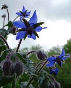 Blue flower borago officinalis garden herbs