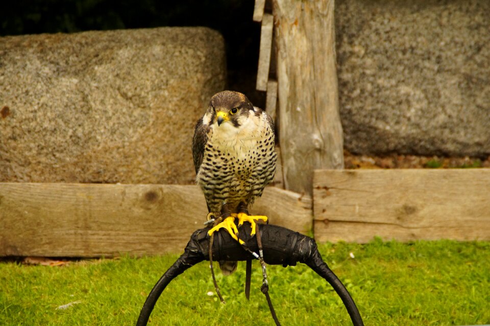 Bill feather bird of prey