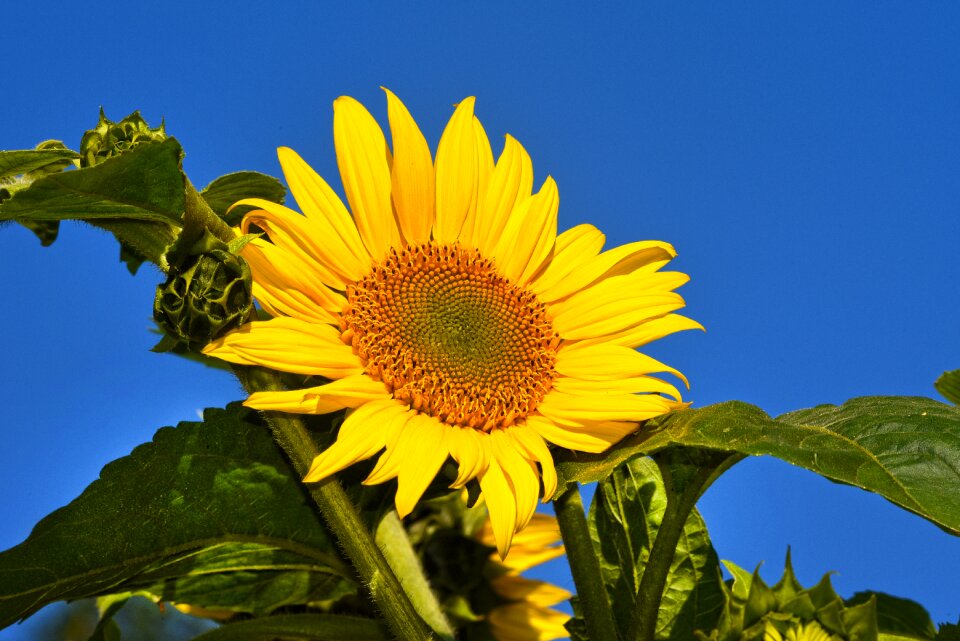 Helianthus common tall photo