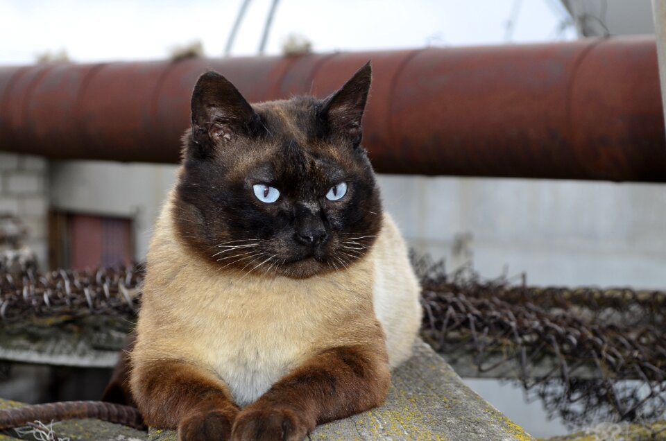 Cat looking housecat animals