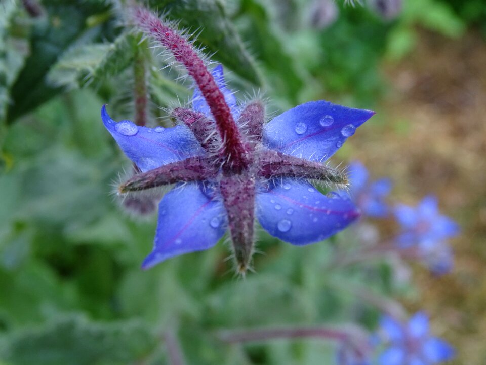Blue flower borago officinalis garden herbs