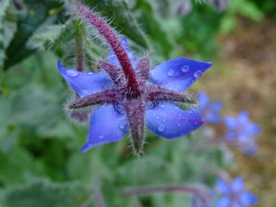 Blue flower borago officinalis garden herbs photo