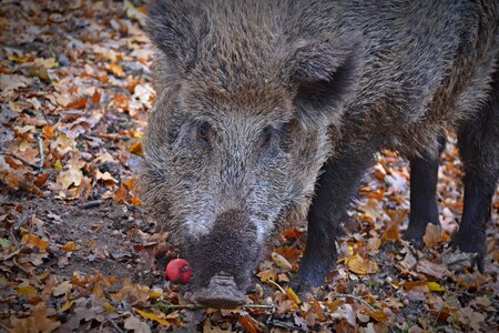 Wild boar forest bristles photo
