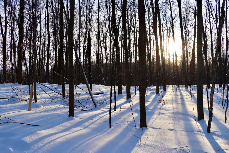 Landscape wood scenic