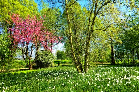 Daffodil flower field photo