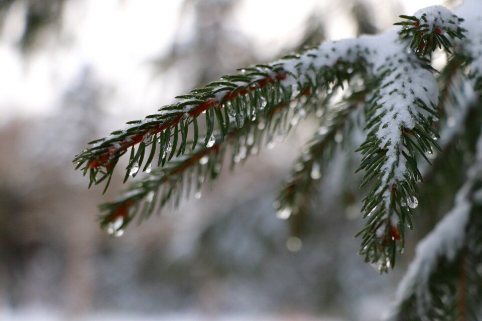 Wood coniferous pine