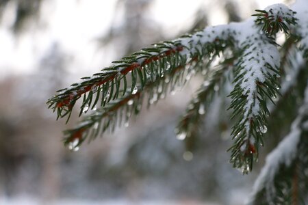 Wood coniferous pine photo
