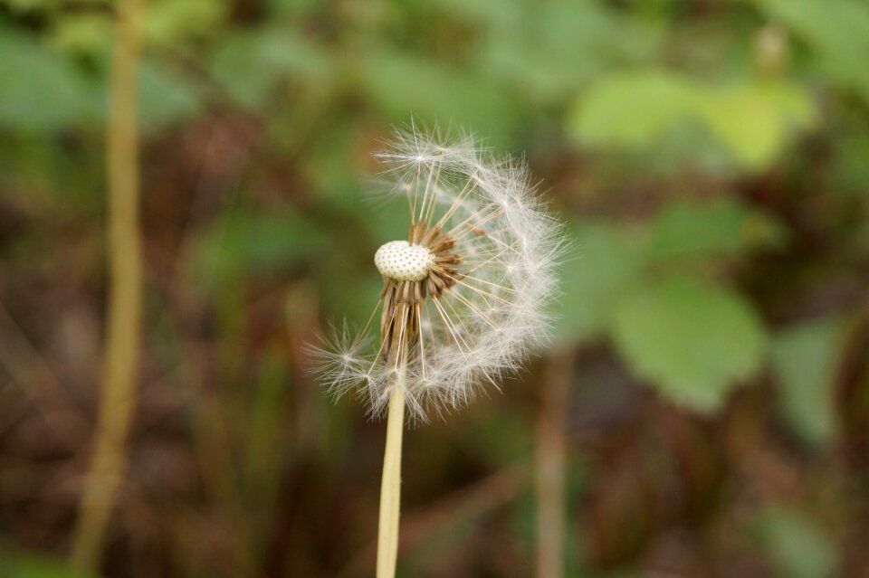 Dandelion seeds seeds nature