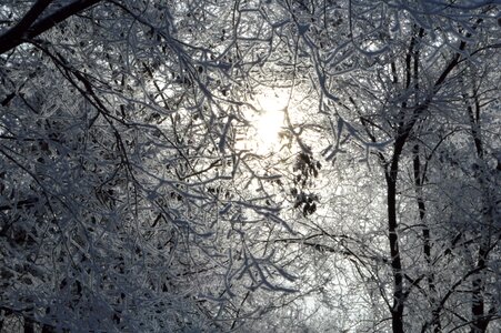 Frost tree december photo