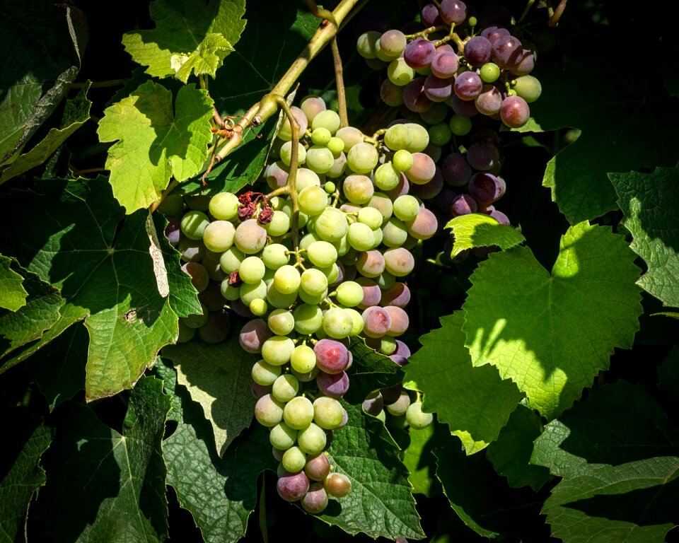 Vines stock rebstock vines