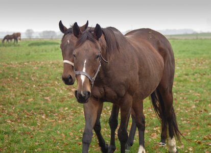 Stud brown kare photo