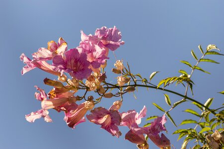 Vine bignonia pink flowering photo