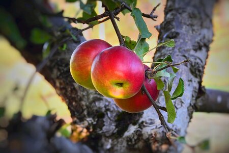 Garden mature vitamins