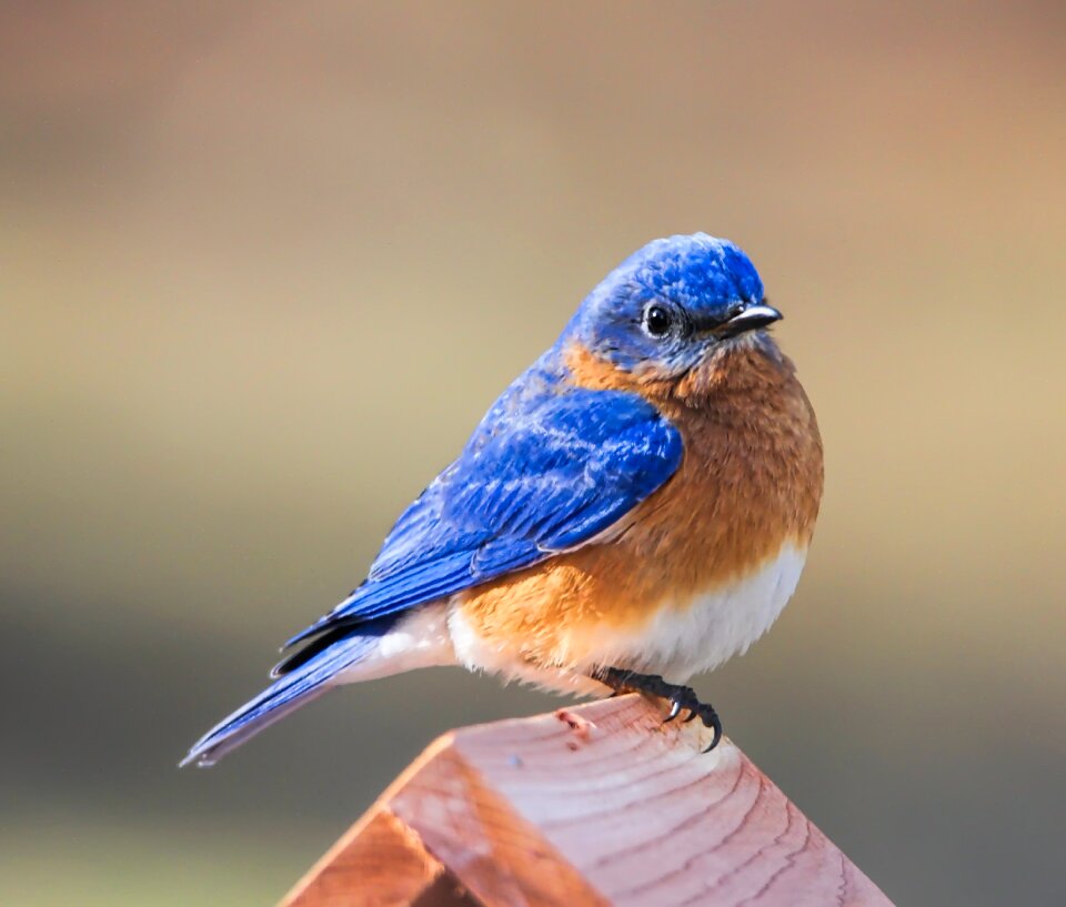 Avian nature wildlife