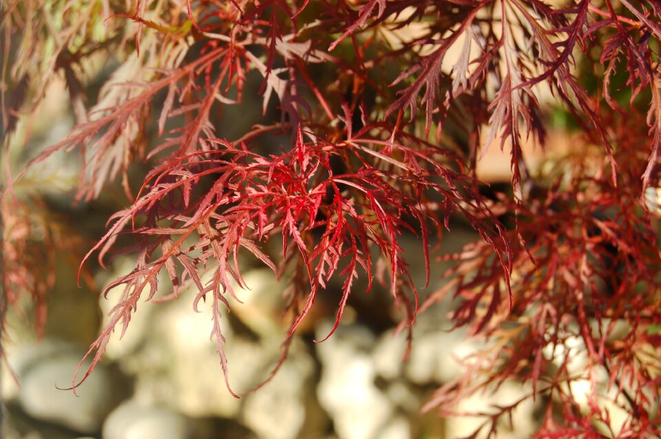 Garden red maple japanese maple leaves
