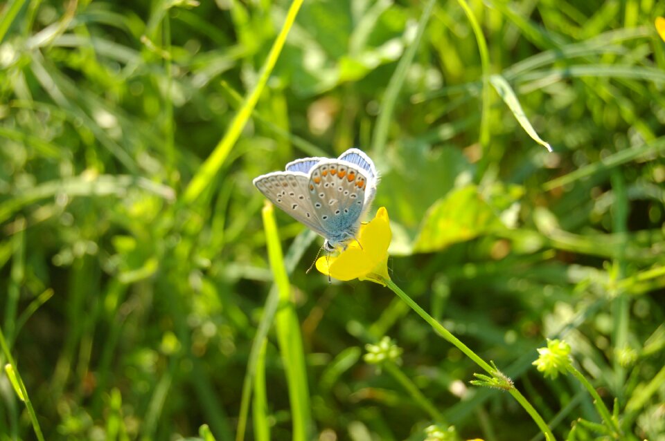 Butterfly farfalline Free photos
