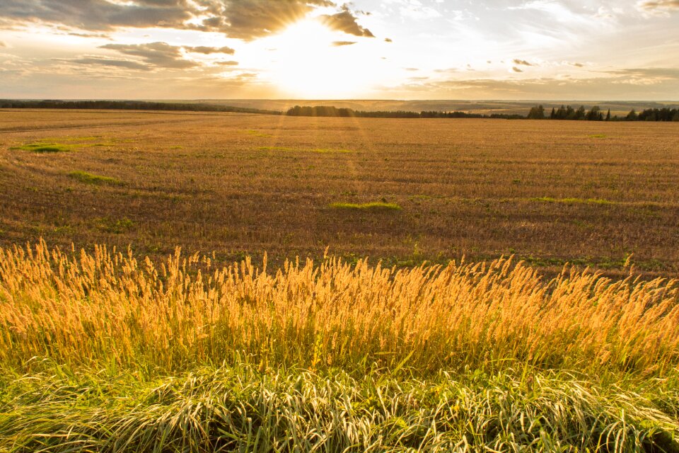 Landscape horizon herbs