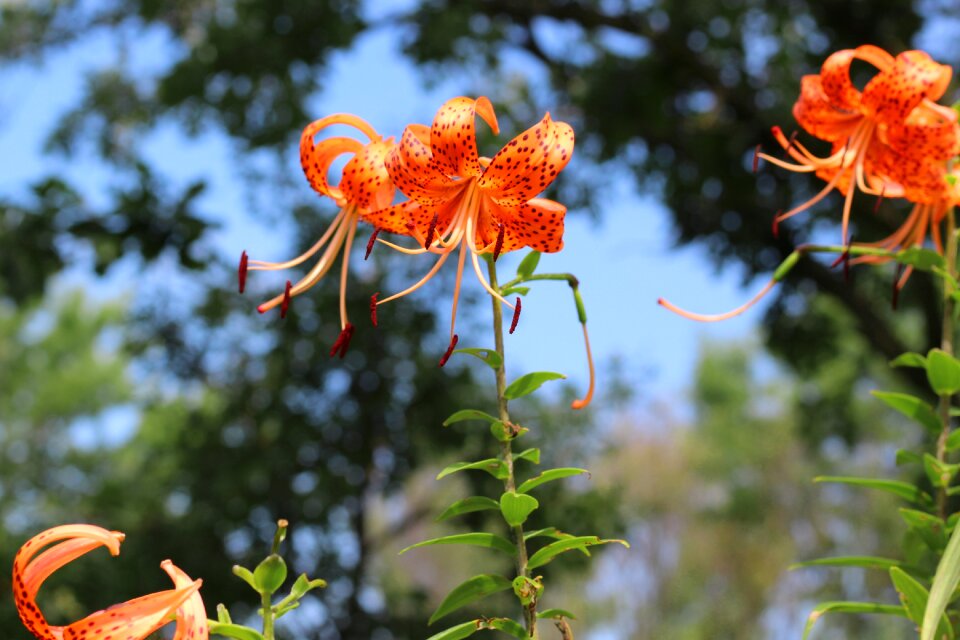 Spotted flower floral