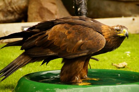 Bird bad water