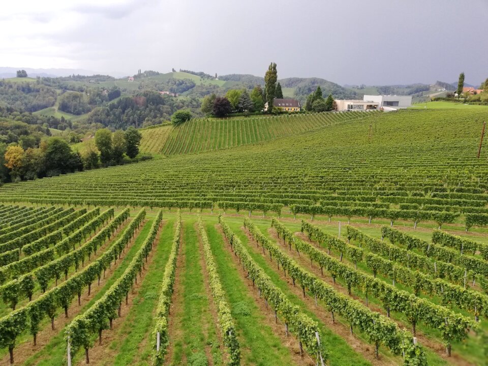 Winegrowing slope wine region
