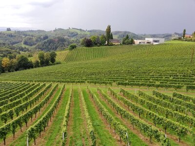 Winegrowing slope wine region photo