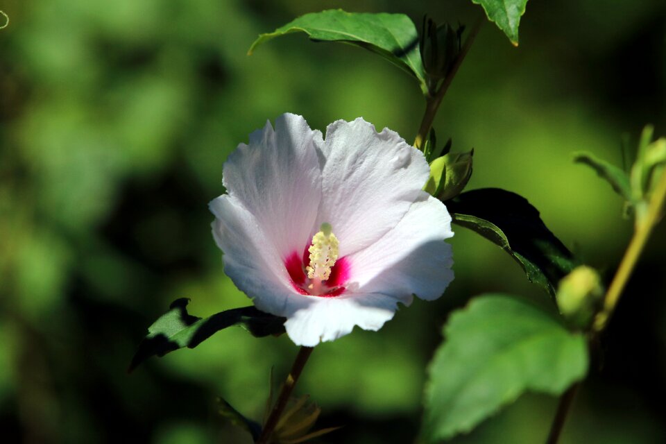 Flowers plants white