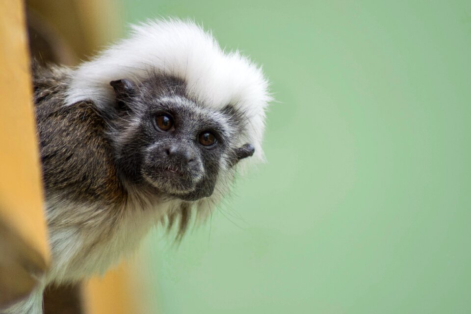 Sitting monkey cute nature