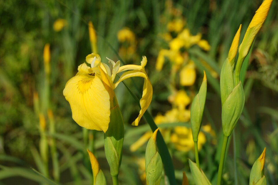 Yellow iris wild flowers Free photos