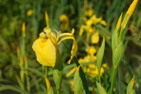 Yellow iris wild flowers Free photos photo