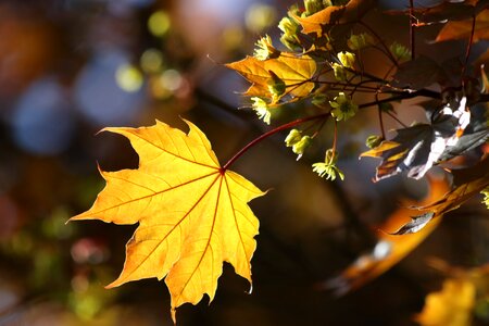 Spring light sheet
