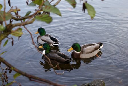 Lake bird water bird