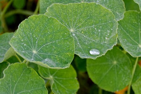 Foliage rosa drops