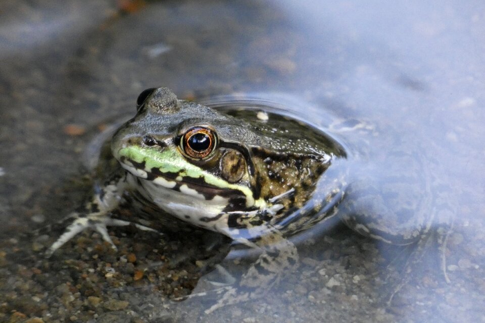 Amphibian animal outdoors