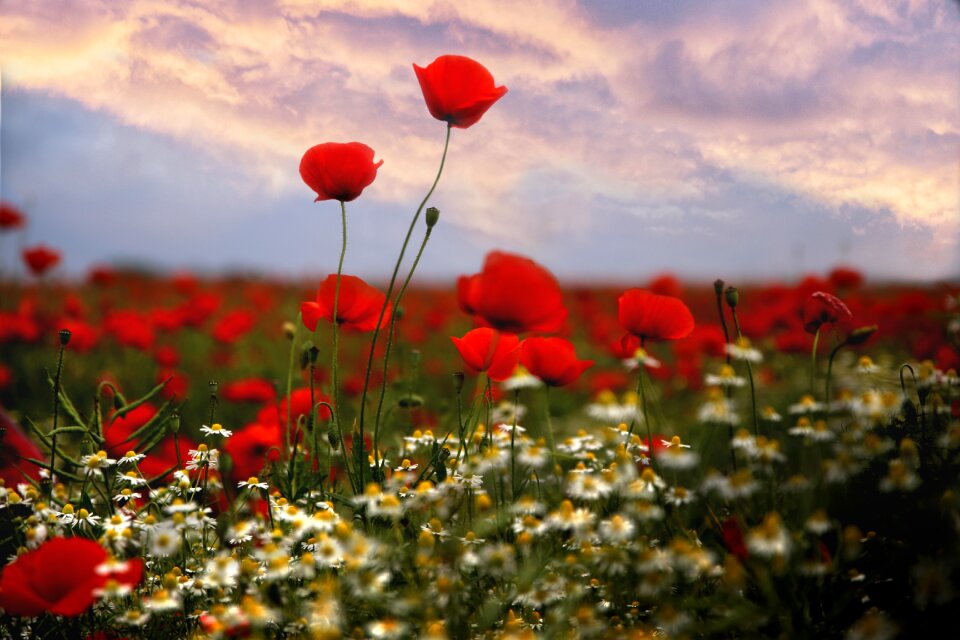 Poppy field blooming poppies poppy flower