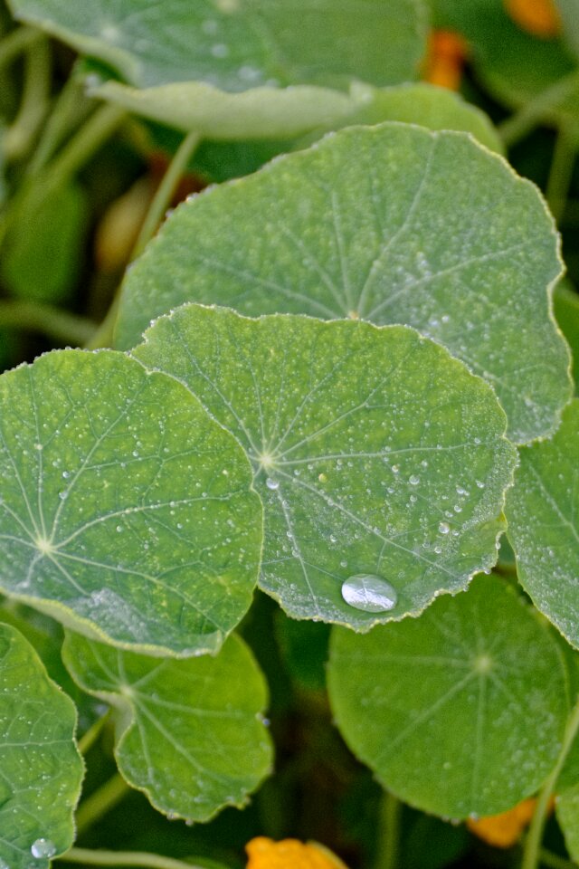 Foliage rosa drops