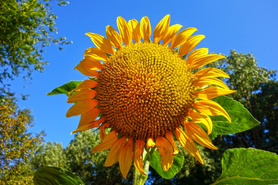Helianthus common tall
