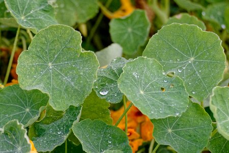 Foliage rosa drops