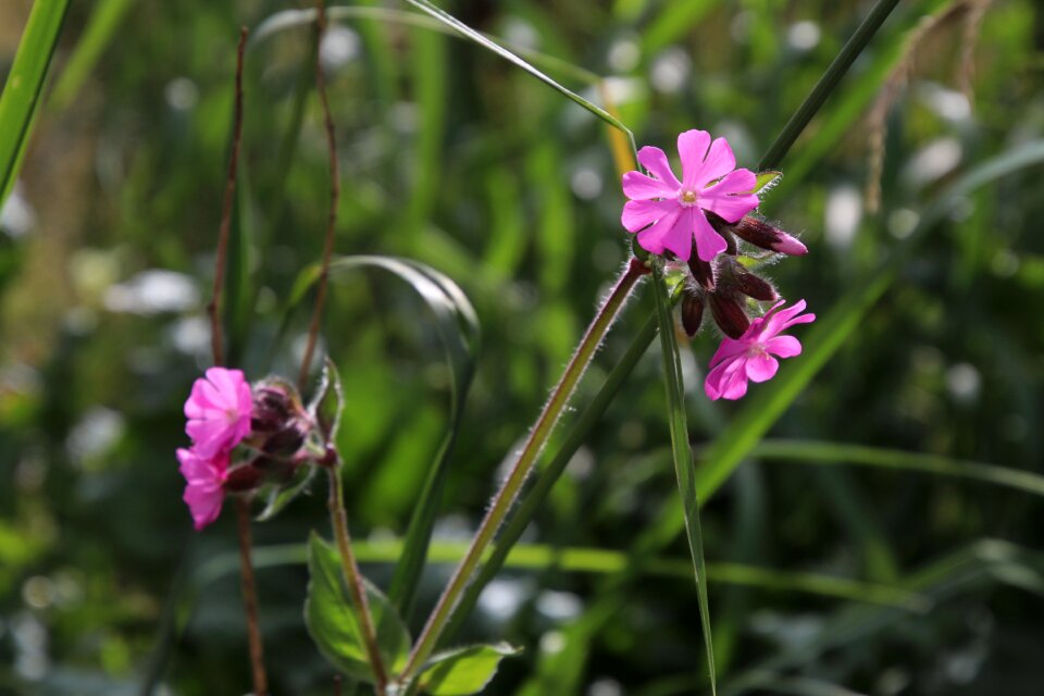 Pink plant wildflowers