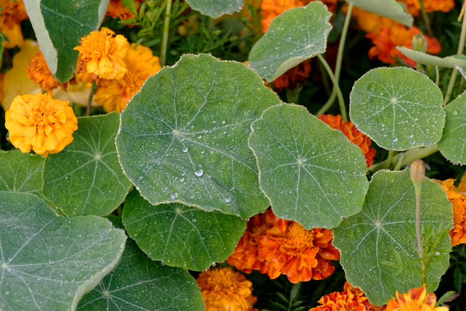 Foliage rosa drops