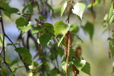 Leaves blooming spring