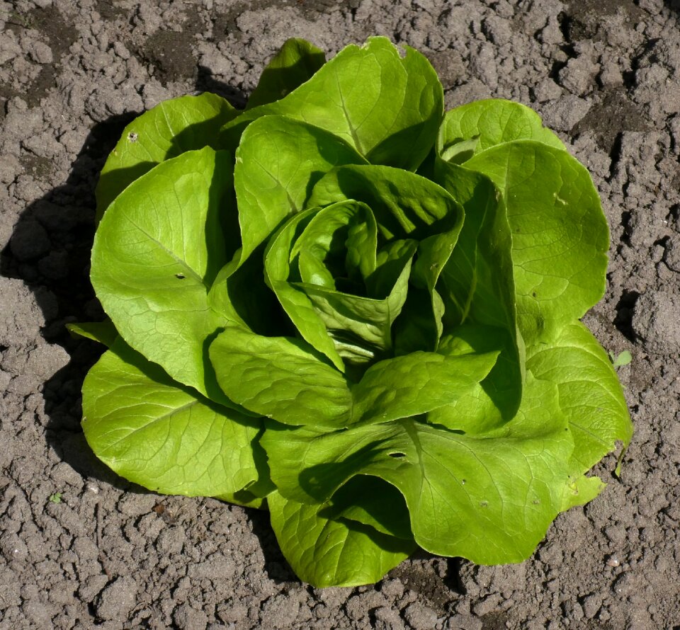 Plant vegetable food