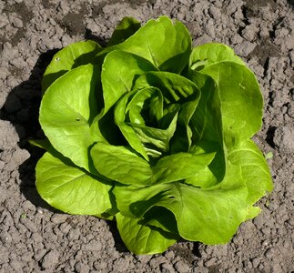Plant vegetable food