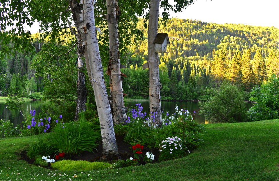 Landscape plants trees