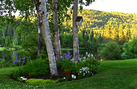 Landscape plants trees photo