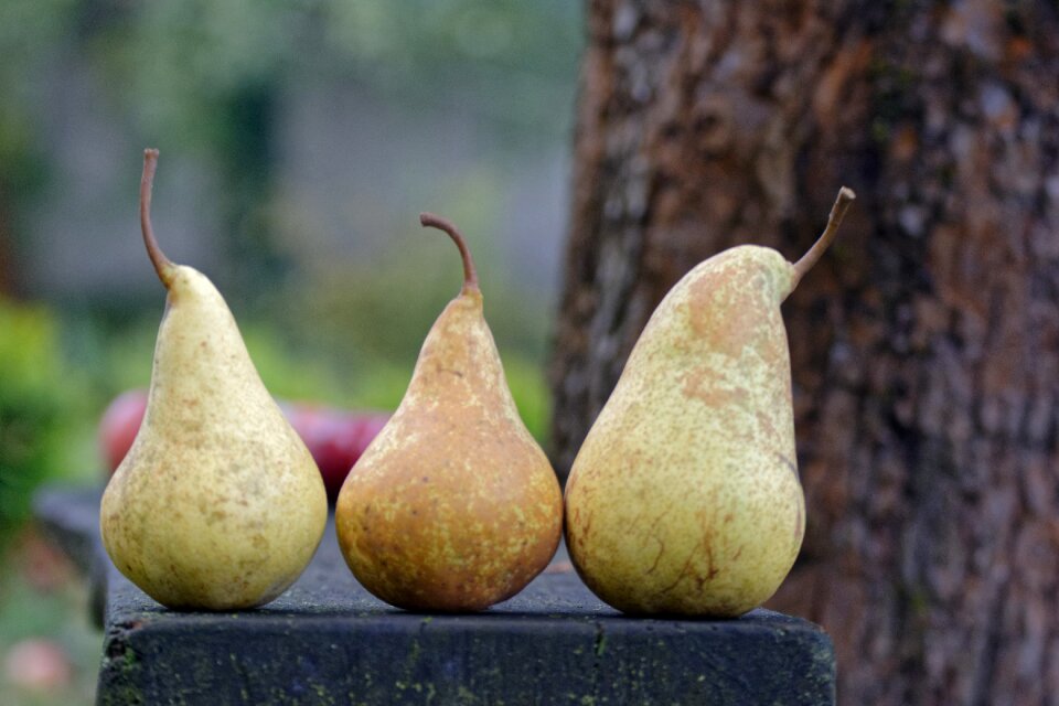 Collections fruit in the fall