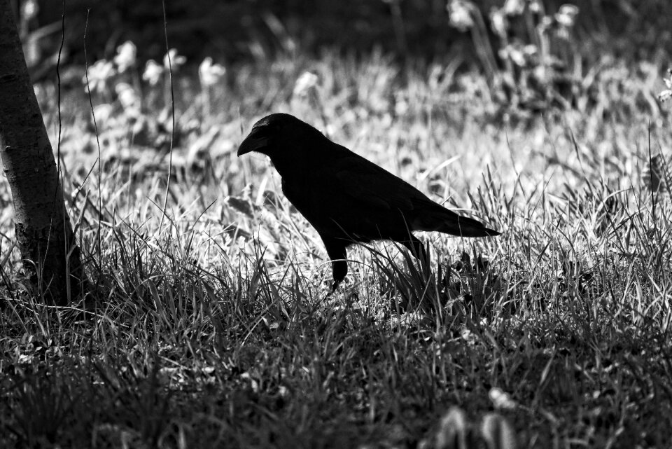 Corvus corvidae wildlife
