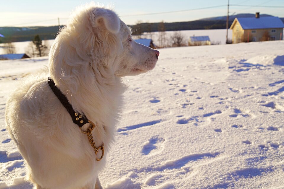 Winter animals snow