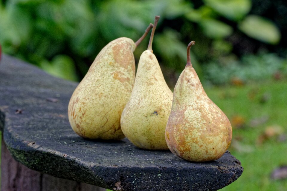 Collections fruit in the fall