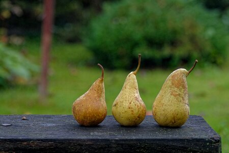 Collections fruit in the fall