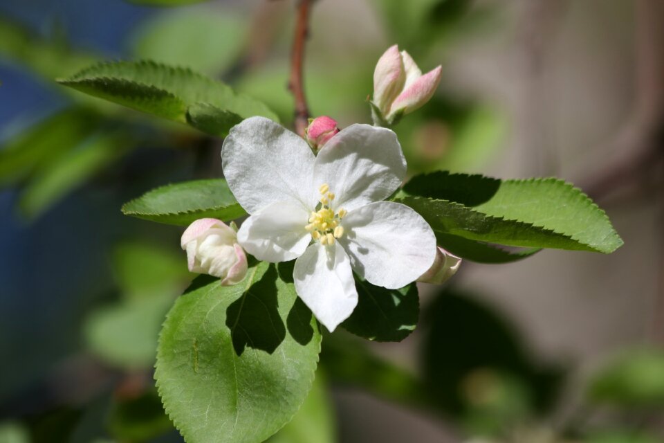 Tree garden bud